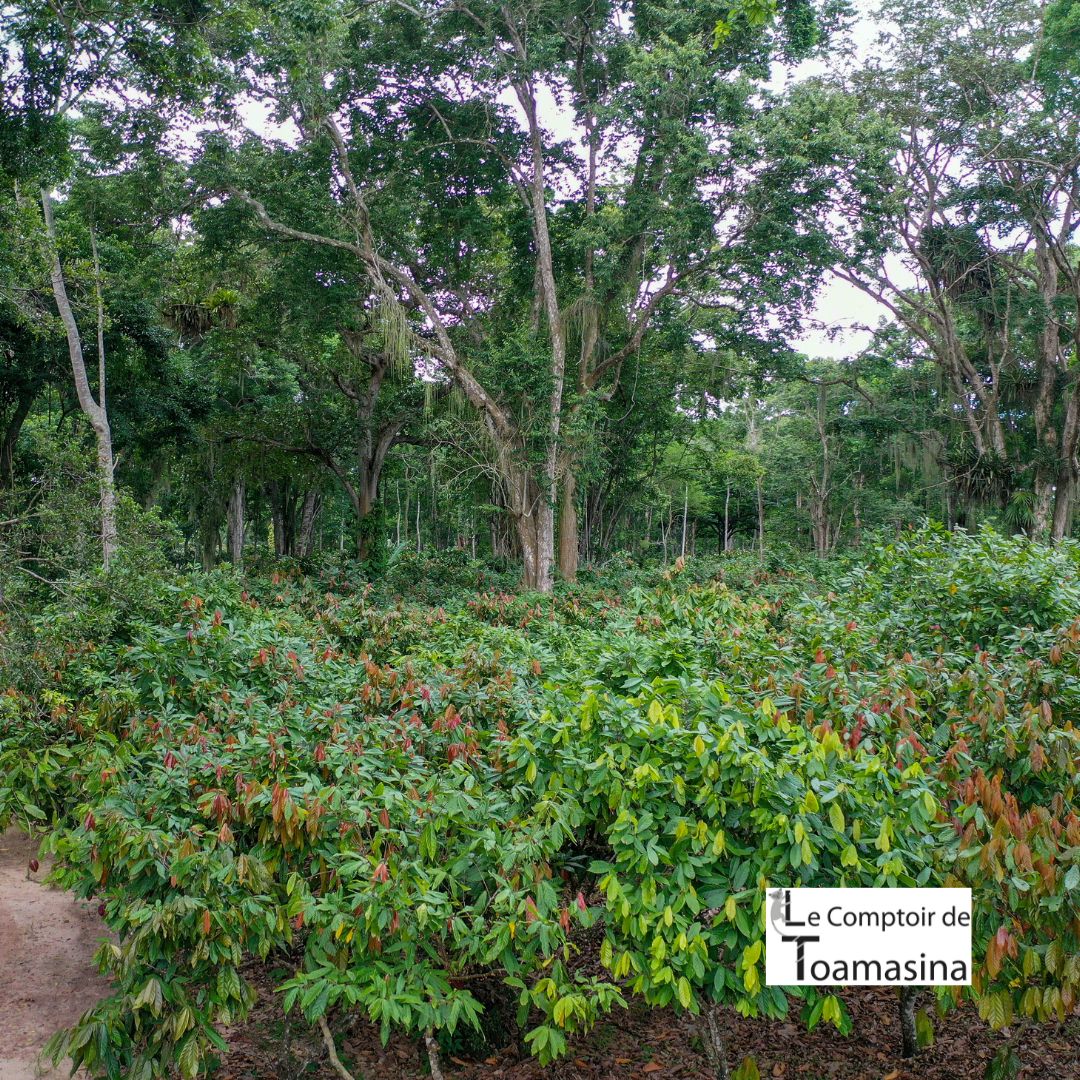 Plantation de cacao et plantation de vanille